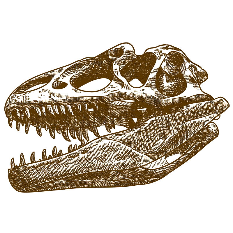 Éléments de dinosaures - Dessin à la main - Vintage - Croquis - Vecteur gratuit