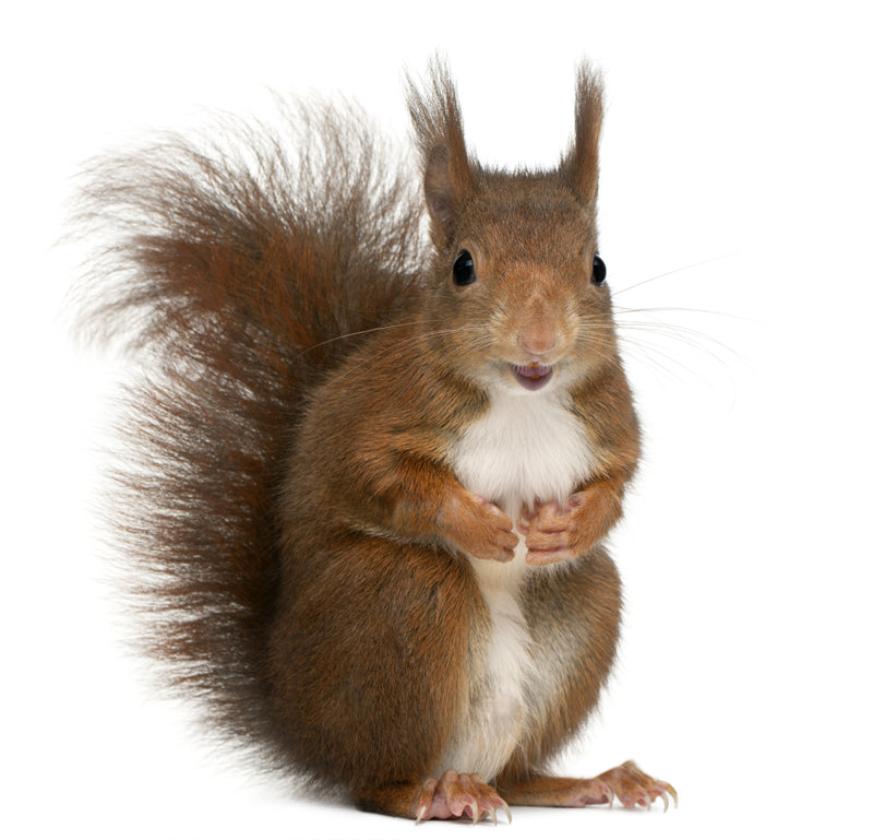Photo d'écureuil - Fond d'écran - Gros plan - Portrait animalier - Téléchargement gratuit au format Png/PSD/JPG