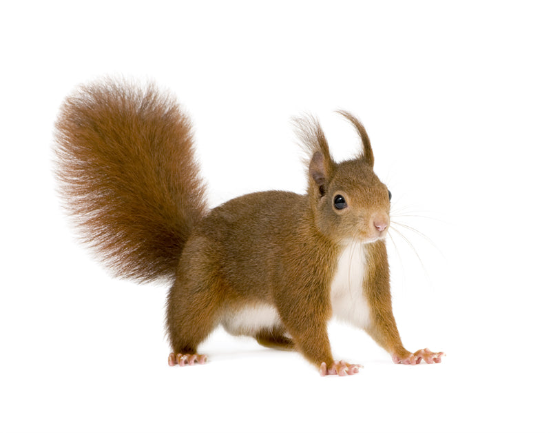 Squirrel photo- Wallpaper Background - Closeup - Portrait wildlife    -  Png/PSD/JPG/ Free Download
