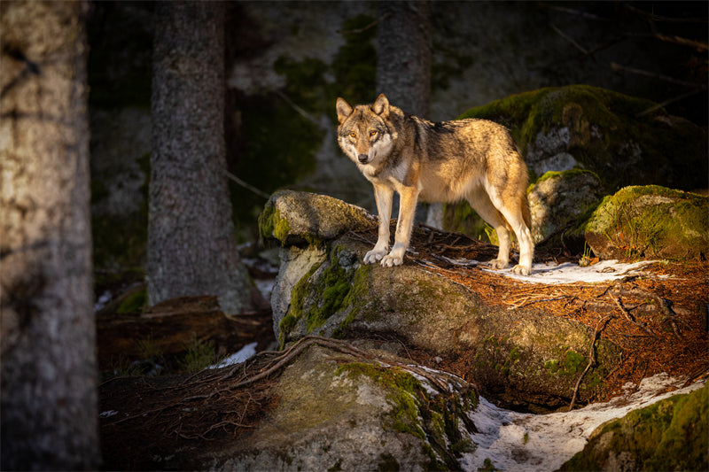 Wolf Wallpaper - Photo Background - Closeup - Portrait wildlife    -  Png/PSD/JPG/ Free Download 