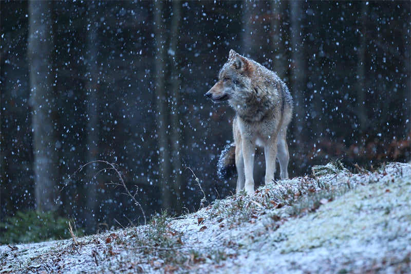 Wolf Wallpaper - Photo Background - Closeup - Portrait wildlife    -  Png/PSD/JPG/ Free Download 