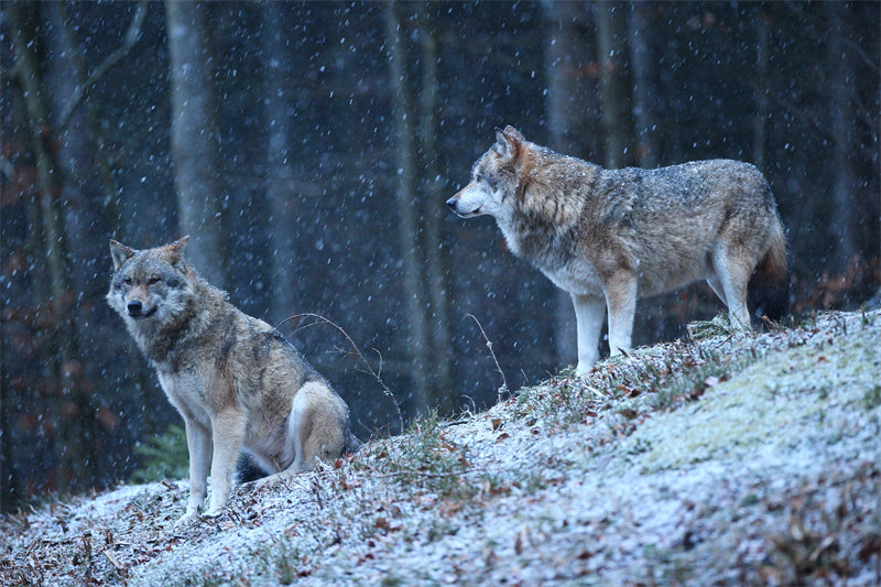 Wolf Wallpaper - Photo Background - Closeup - Portrait wildlife    -  Png/PSD/JPG/ Free Download 