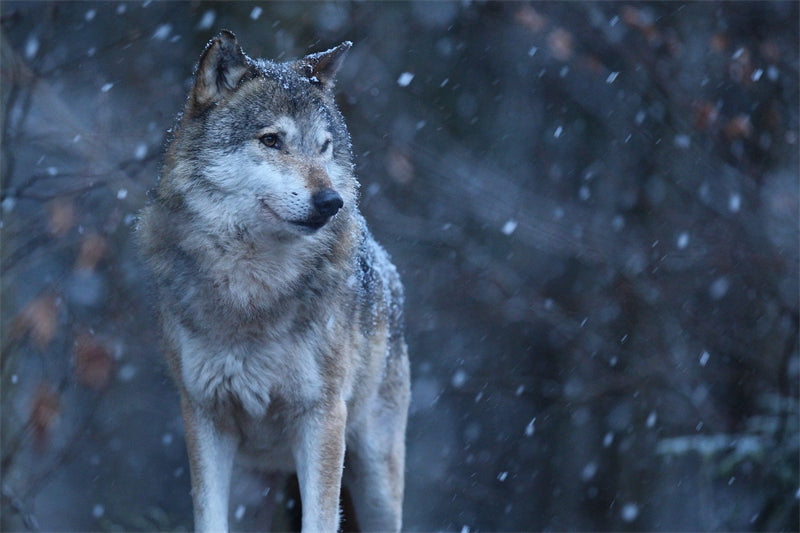 Wolf Wallpaper - Photo Background - Closeup - Portrait wildlife    -  Png/PSD/JPG/ Free Download 