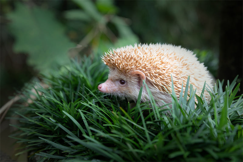 hedgehog scientific name close up -  - ISOLATED - WHITE BACKGROUND - Wild Nature  -  Png/PSD/JPG/ Free Download