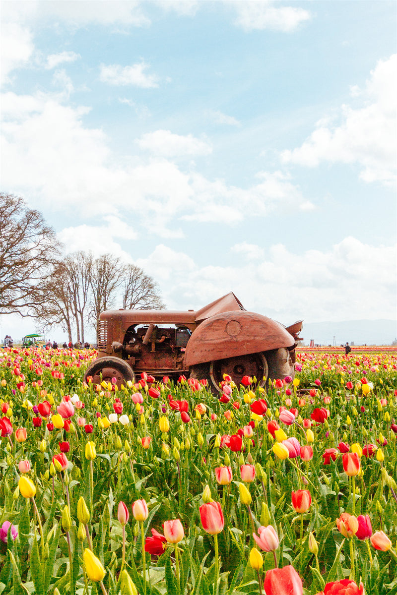 Photo Country Side Landscape - France - Blooming Violet field - valley - Png/PSD/JPG/ Free Download