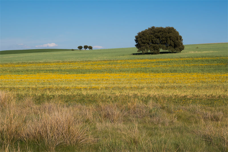 Photo Country Side Landscape - France - Blooming Violet field - valley - Png/PSD/JPG/ Free Download
