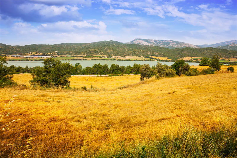 Photo Country Side Landscape - France - Blooming Violet field - valley - Png/PSD/JPG/ Free Download