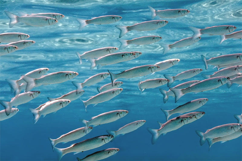 Groupe de poissons océaniens - Paysage sous-marin - Poissons océaniens du Pacifique - Téléchargement gratuit (PNG/PSD/JPG)