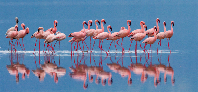 Flamingo Photo Background - Wallpaper - Wildlife Elephant Landscape  PSD/JPG/ Free Download 