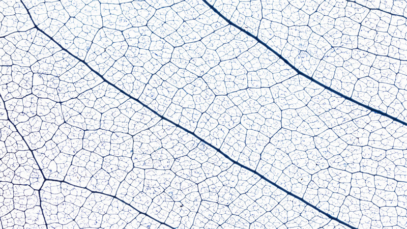 Texture macro élégante des nervures des feuilles - Photo - Fichiers PSD - Téléchargement gratuit
