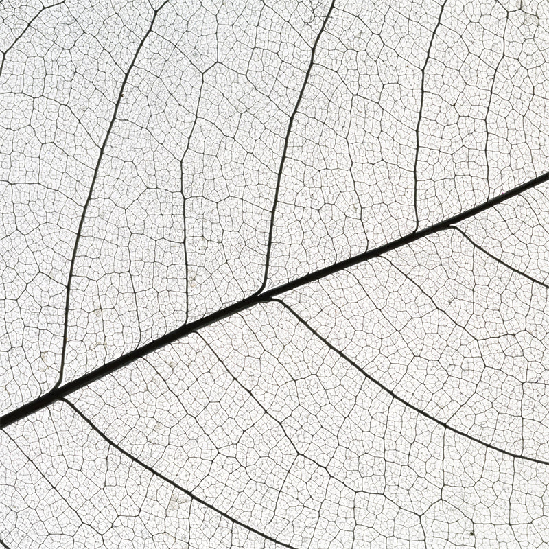 Texture macro élégante des nervures des feuilles - Photo - Fichiers PSD - Téléchargement gratuit