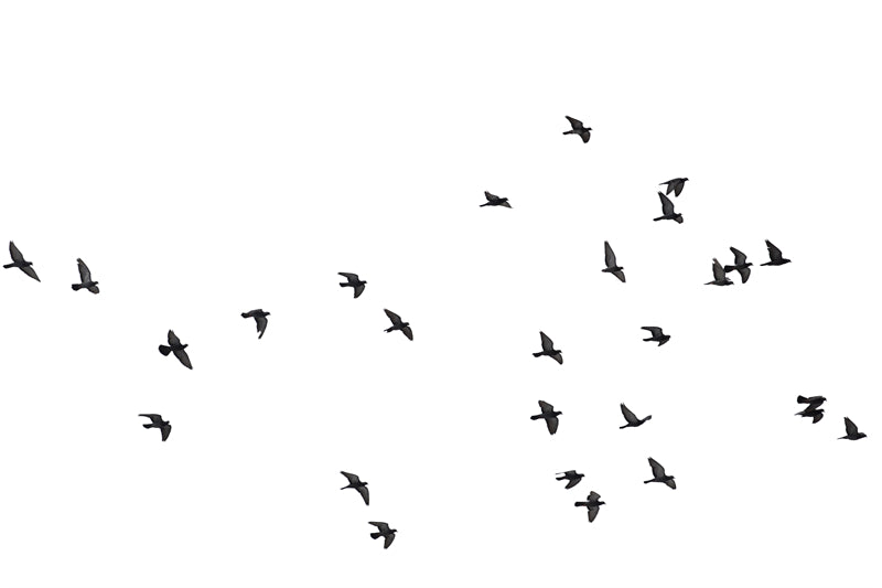 Flying Bird Silhouette Collection -Background Elements Png/PSD/JPG/ Free Download