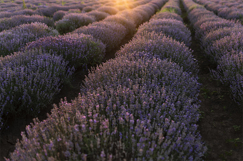 Photo Country Side Landscape - France - Blooming Violet field - valley - Png/PSD/JPG/ Free Download