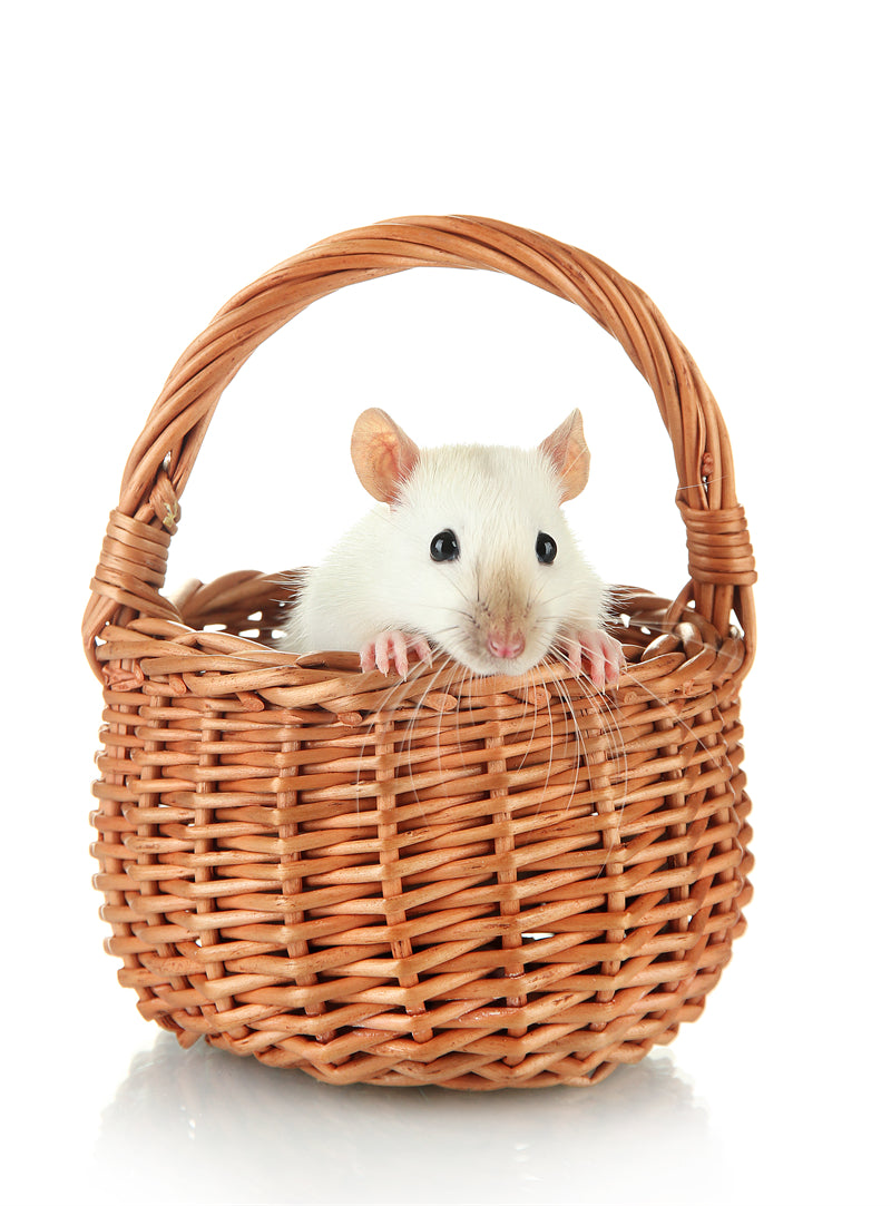 Fond d'écran Rat - Gros plan d'une souris - Téléchargement gratuit en format PNG/PSD/JPG