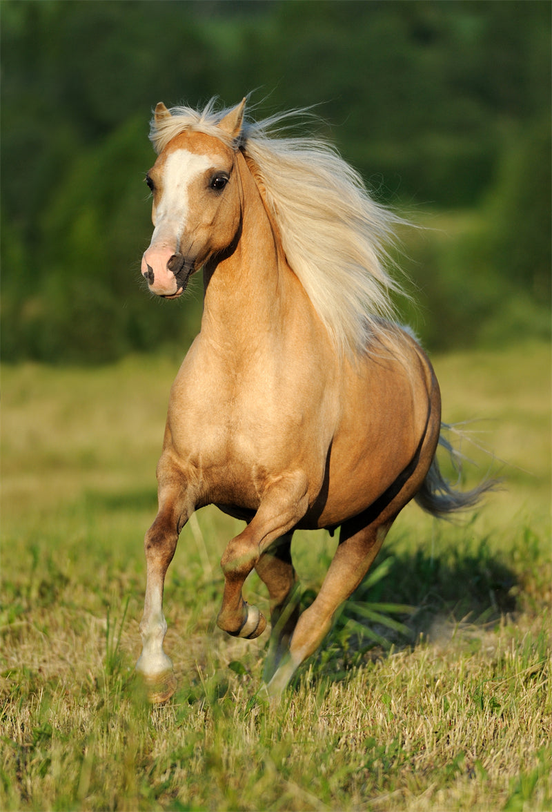 Beautiful Brown Horse - Galloping Horse Closeup - Wallpaper - ISOLATED -  - Wild Nature  -  Png/PSD/JPG/ Free Download