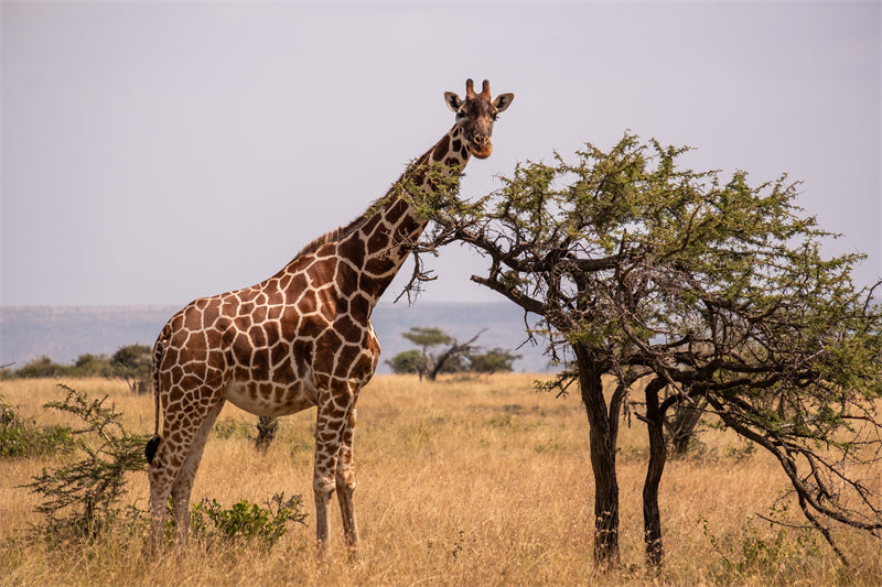 Giraffe Background Photo - Wallpaper - Wildlife Elephant Landscape  PSD/JPG/ Free Download