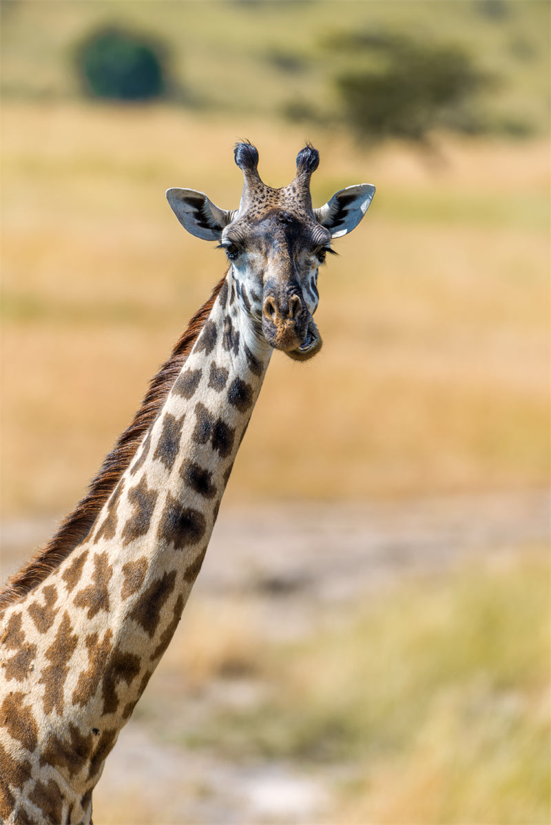 Giraffe Background Photo - Wallpaper - Wildlife Elephant Landscape  PSD/JPG/ Free Download