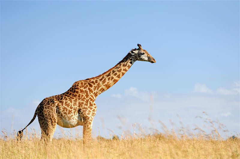 Giraffe Background Photo - Wallpaper - Wildlife Elephant Landscape  PSD/JPG/ Free Download