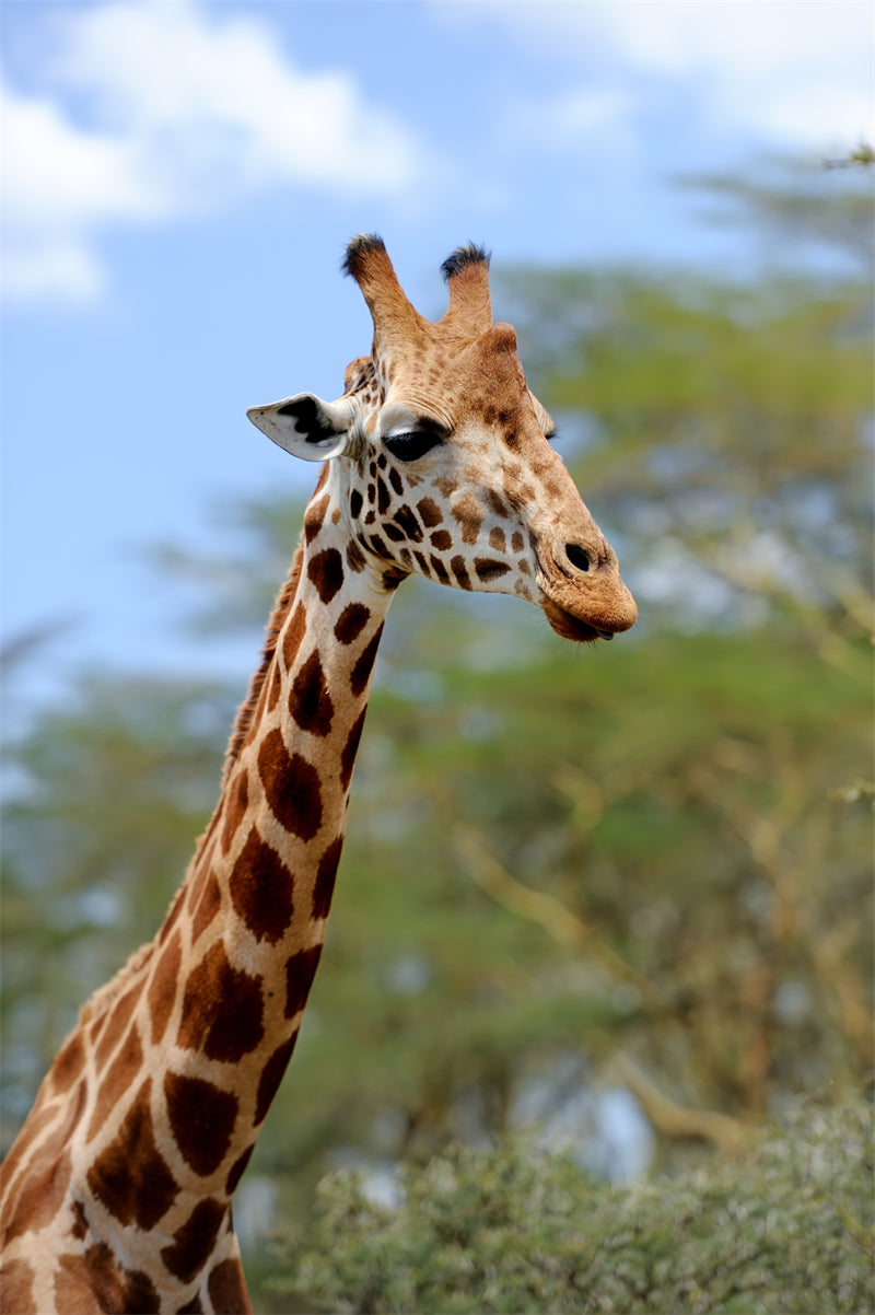 Giraffe Background Photo - Wallpaper - Wildlife Elephant Landscape  PSD/JPG/ Free Download