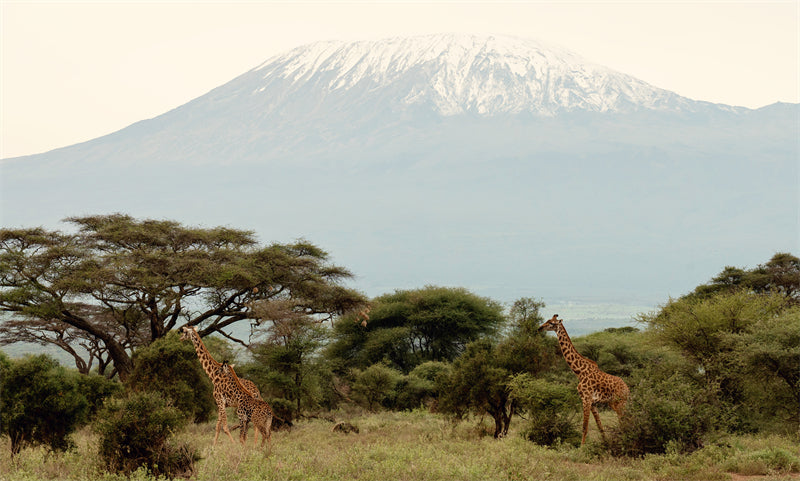 Kilimandjoro - Fond d'écran photo - Paysage africain - Téléchargement gratuit au format PNG/PSD/JPG