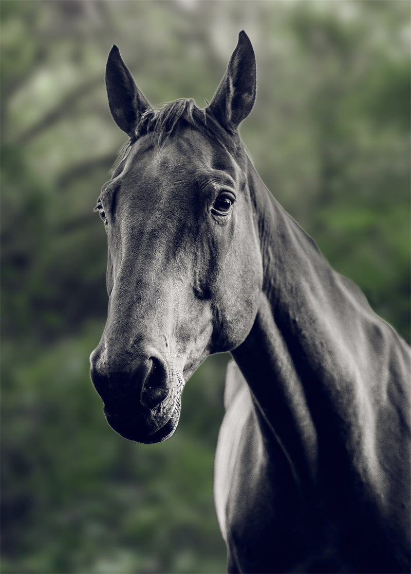 Beautiful Brown Horse - Galloping Horse Closeup - Wallpaper - ISOLATED -  - Wild Nature  -  Png/PSD/JPG/ Free Download