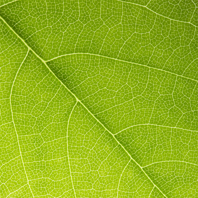 Texture macro élégante des nervures des feuilles - Photo - Fichiers PSD - Téléchargement gratuit