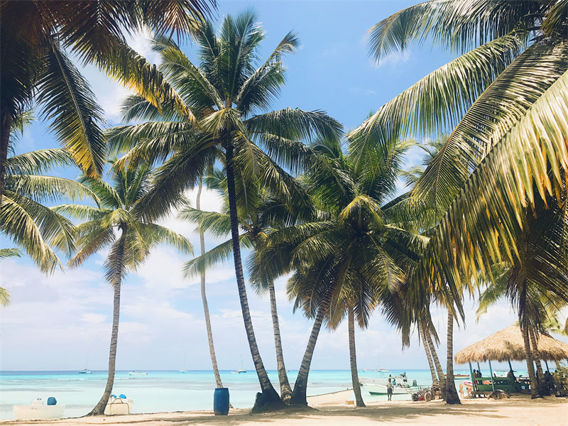 Paysage de bord de mer - Plage des Maldives avec palmiers - Plage tropicale des Caraïbes - Téléchargement gratuit en PNG/PSD/JPG
