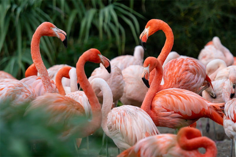 Fond d'écran photo de flamant rose - Paysage animalier avec éléphants - Téléchargement gratuit (PSD/JPG)