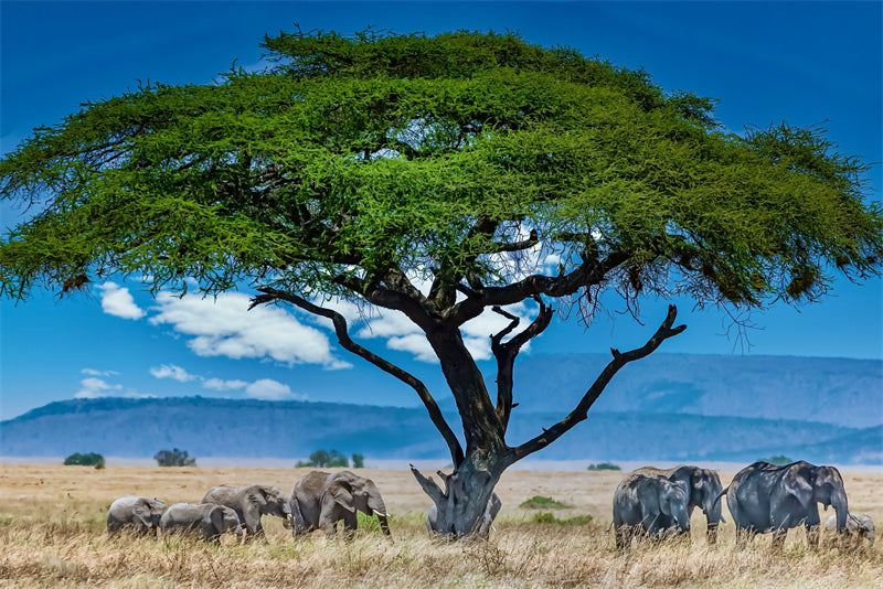 Africa Elephant Photo Background - Wallpaper - Wildlife Elephant Landscape  PSD/JPG/ Free Download