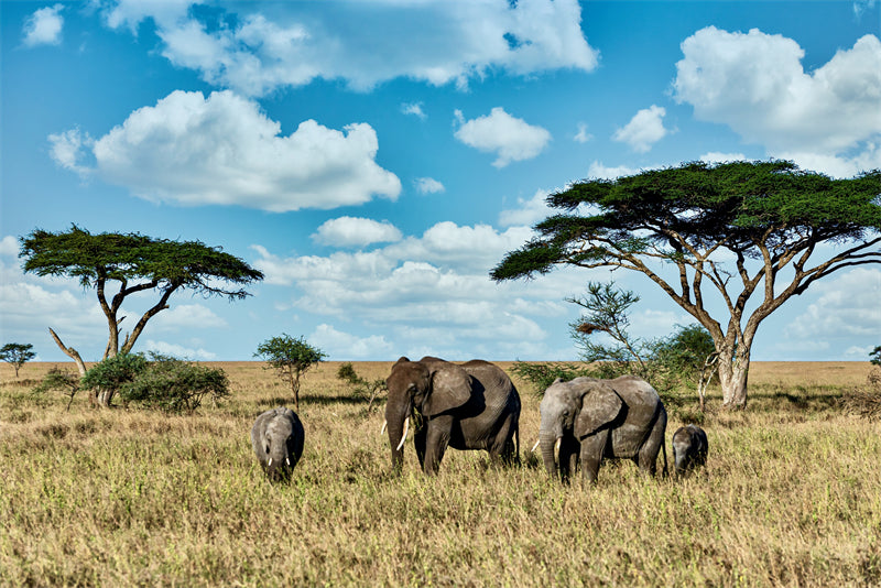 Photo d'éléphant d'Afrique - Fond d'écran - Paysage animalier avec éléphants - Téléchargement gratuit (PSD/JPG)