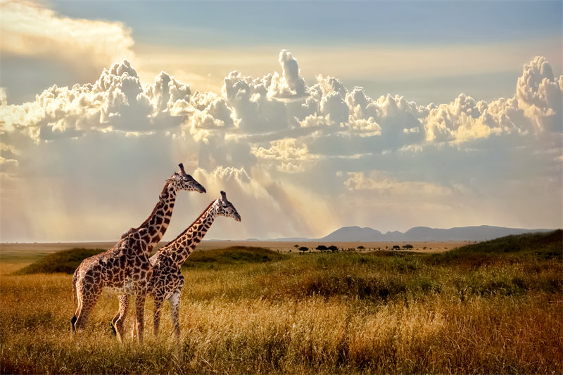 Group Giraffes photo close up - Wallpaper - Wild Nature  -  Png/PSD/JPG/ Free Download