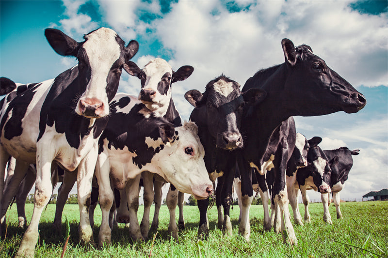 Animaux de la ferme – Vache et mouton – Campagne – Téléchargement gratuit en format PNG/PSD/JPG