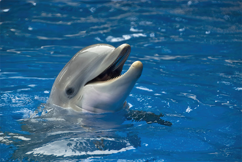 Dolphin underwater - Ociean Life Dolphin pose - Portrait AI picture Dolphin show- Png/PSD/JPG/ Free Download