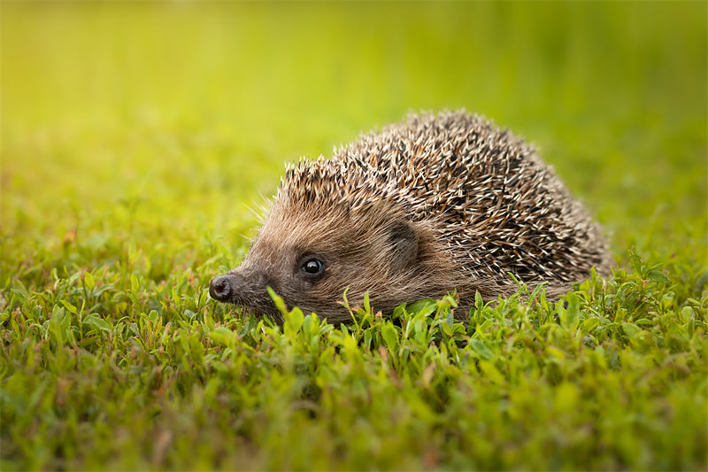 hedgehog scientific name close up -  - ISOLATED - WHITE BACKGROUND - Wild Nature  -  Png/PSD/JPG/ Free Download