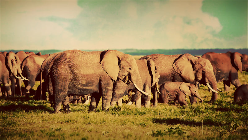 Afric Elepant Wallpaper - Elepant Herb - National Park - Wildness Photo  -  Png/PSD/JPG/ Free Download 