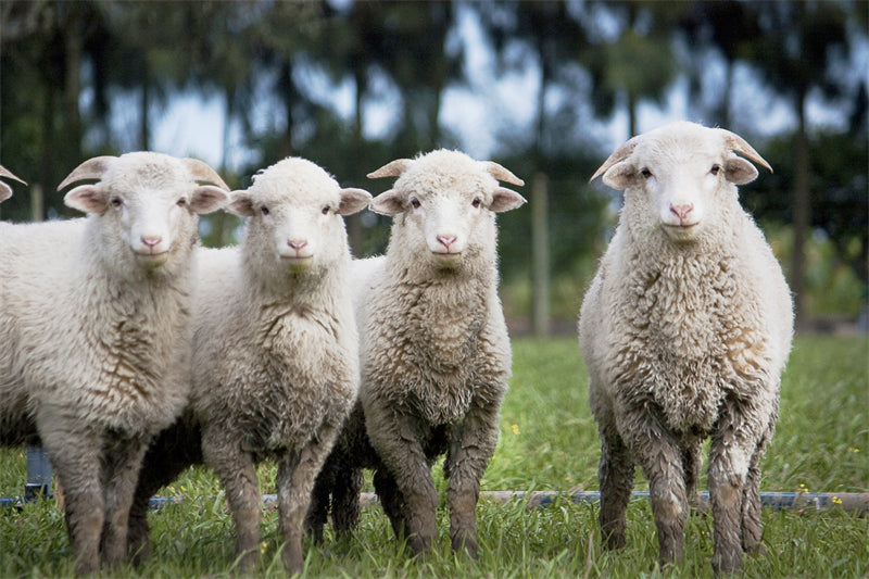Farm Animal - Cow Sheep - Country Side  -  Png/PSD/JPG/ Free Download