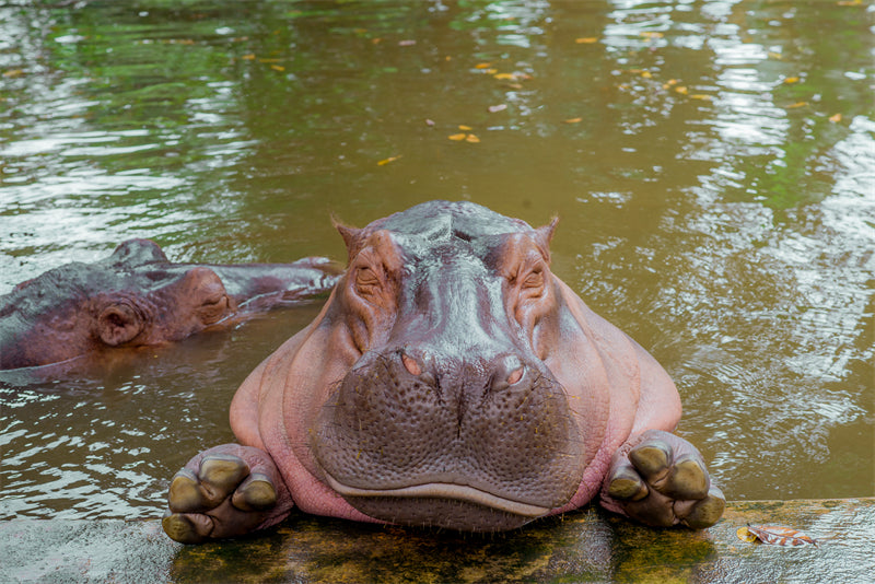 Hippo Wallpaper - Close up photo -  - ISOLATED -  - Wild Nature  -  Png/PSD/JPG/ Free Download 