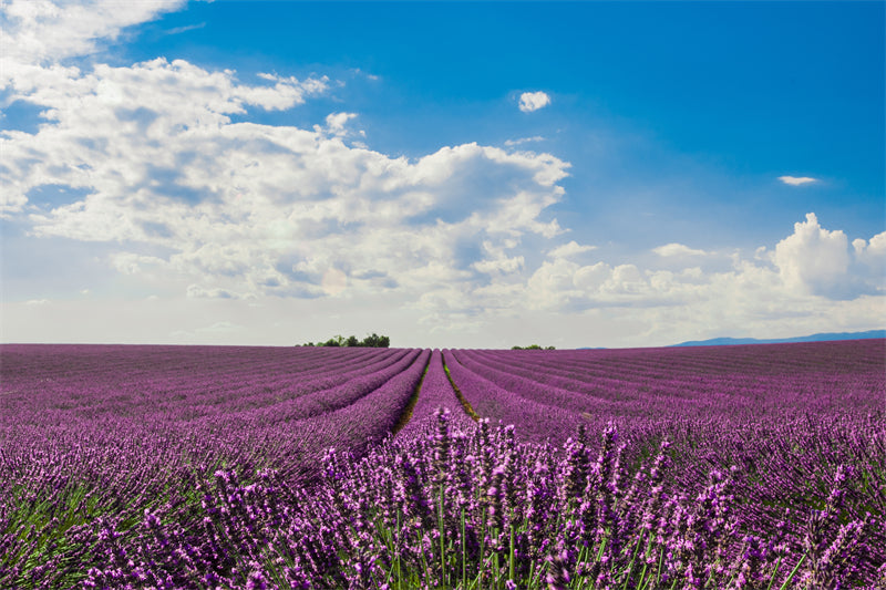 Photo Country Side Landscape - France - Blooming Violet field - valley - Png/PSD/JPG/ Free Download