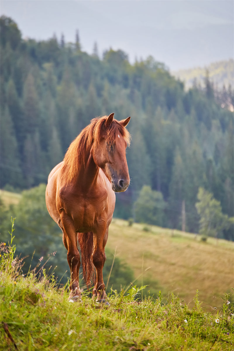 Beautiful Brown Horse - Galloping Horse Closeup - Wallpaper - ISOLATED - - Wild Nature - Png/PSD/JPG/ Free Download