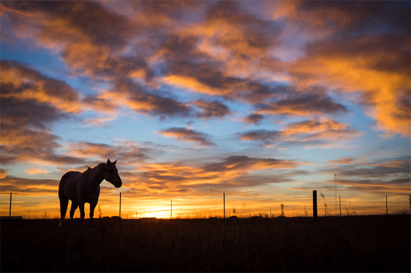 Beautiful Brown Horse - Galloping Horse Closeup - Wallpaper - ISOLATED -  - Wild Nature  -  Png/PSD/JPG/ Free Download