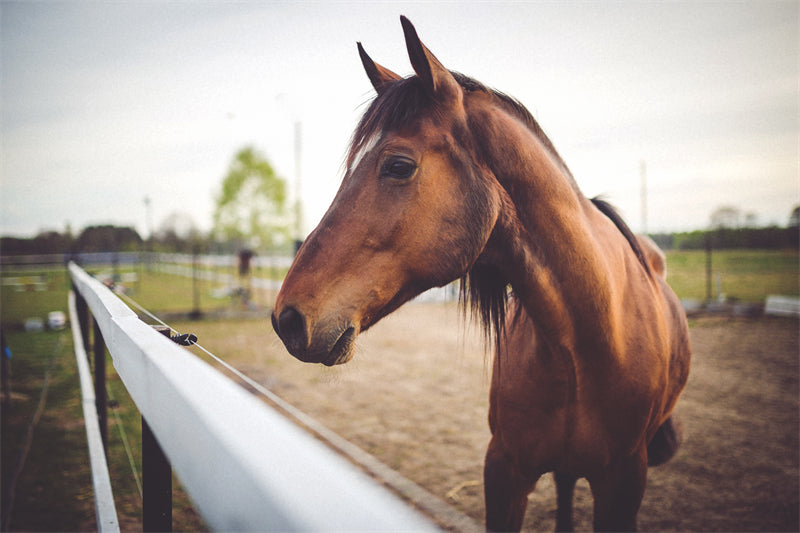 Beautiful Brown Horse - Galloping Horse Closeup - Wallpaper - ISOLATED -  - Wild Nature  -  Png/PSD/JPG/ Free Download