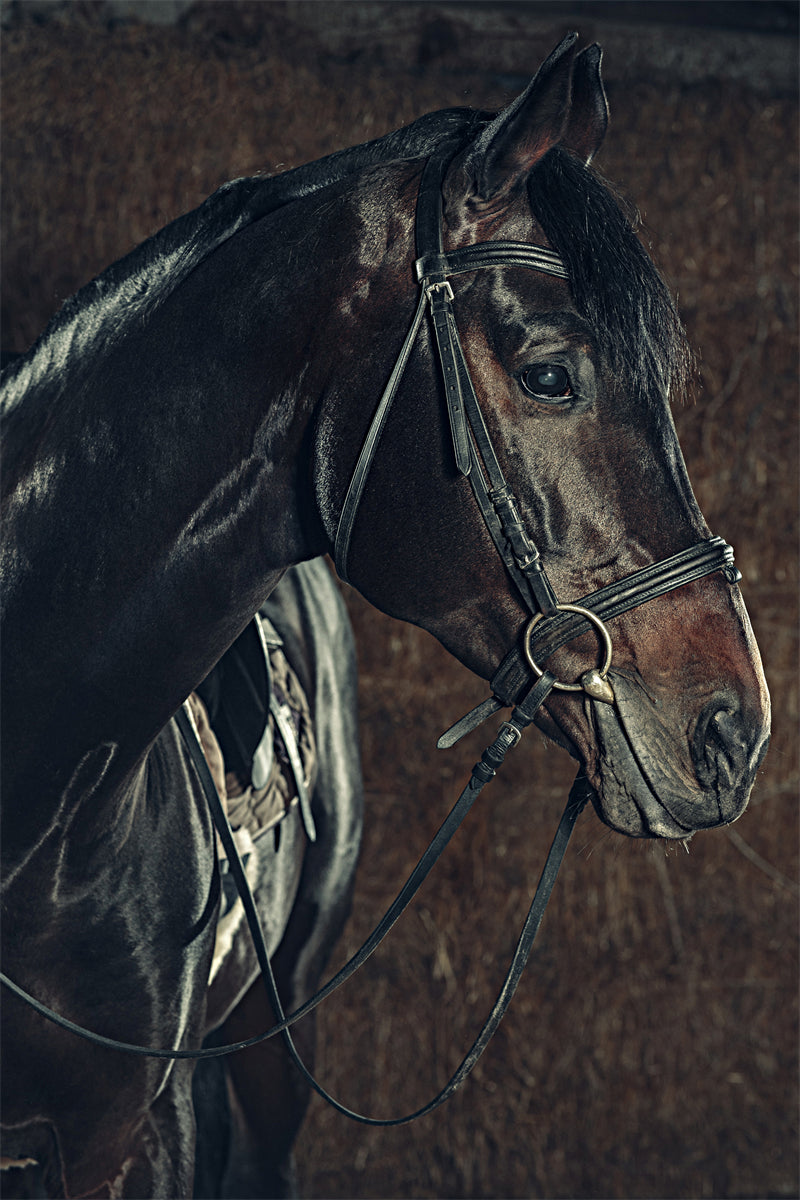 Beautiful Brown Horse - Galloping Horse Closeup - Wallpaper - ISOLATED -  - Wild Nature  -  Png/PSD/JPG/ Free Download