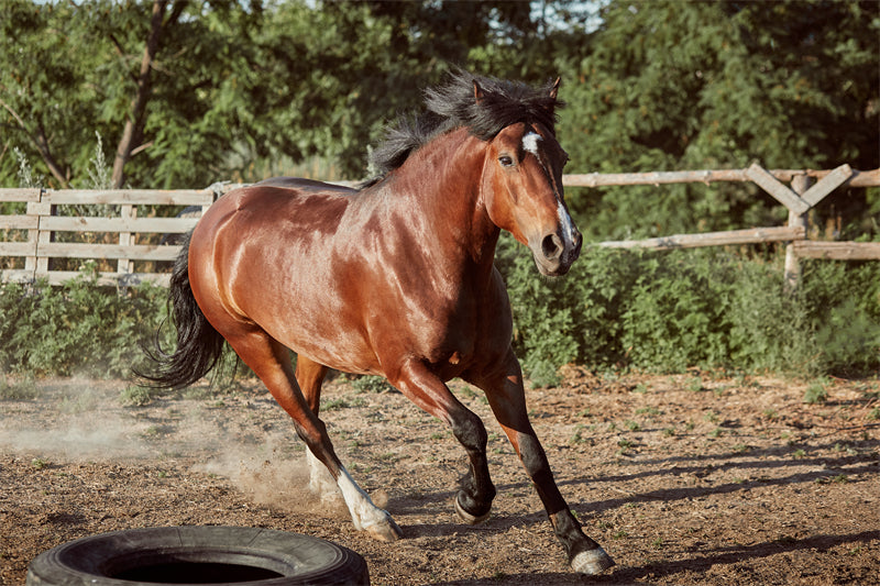 Beautiful Brown Horse - Galloping Horse Closeup - Wallpaper - ISOLATED -  - Wild Nature  -  Png/PSD/JPG/ Free Download