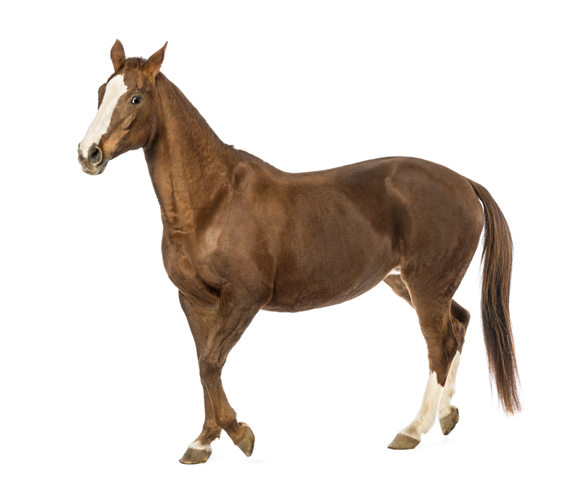 Beautiful Brown Horse - Galloping Horse Closeup - Wallpaper - ISOLATED -  - Wild Nature  -  Png/PSD/JPG/ Free Download