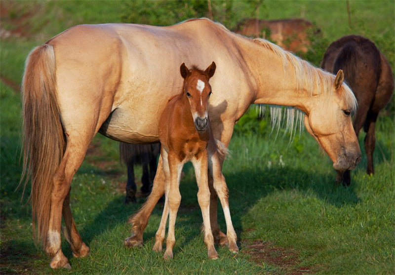 Beautiful Brown Horse - Galloping Horse Closeup - Wallpaper - ISOLATED -  - Wild Nature  -  Png/PSD/JPG/ Free Download