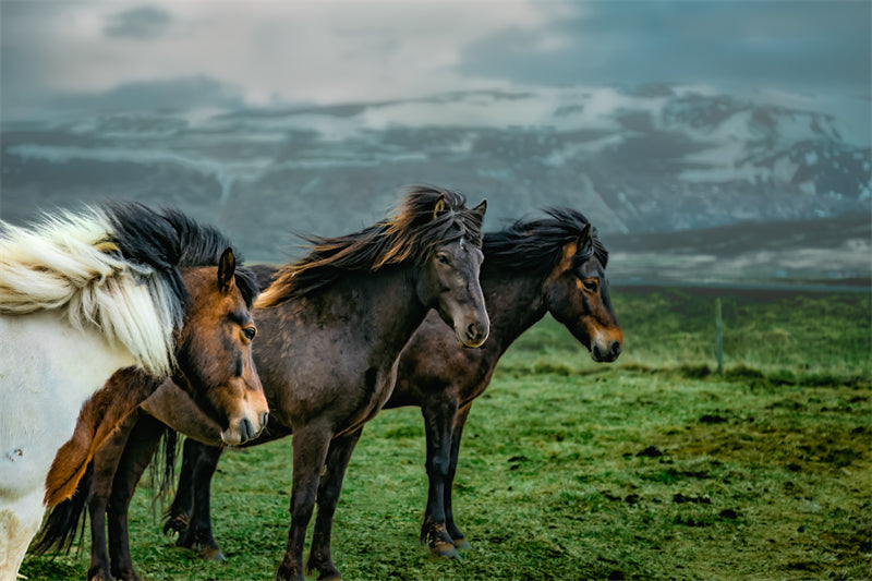 Beautiful Brown Horse - Galloping Horse Closeup - Wallpaper - ISOLATED -  - Wild Nature  -  Png/PSD/JPG/ Free Download
