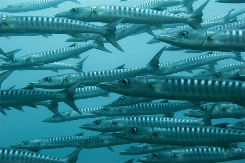 Groupe de poissons océaniens - Paysage sous-marin - Poissons océaniens du Pacifique - Téléchargement gratuit (PNG/PSD/JPG)