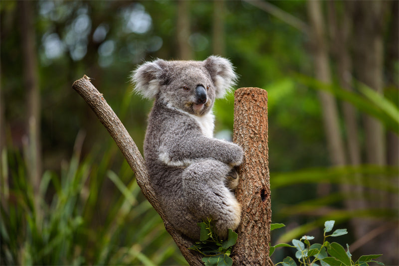 Koala Wallpaper Background - Photo - Wildlife - Png/PSD/JPG/ Free Download