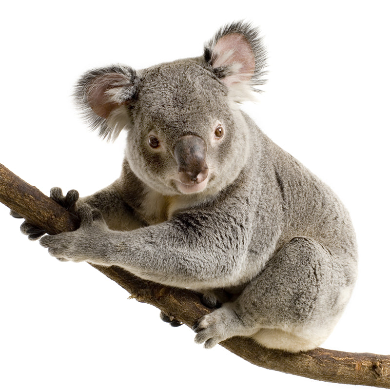Koala Wallpaper Background - Photo - Wildlife - Png/PSD/JPG/ Free Download
