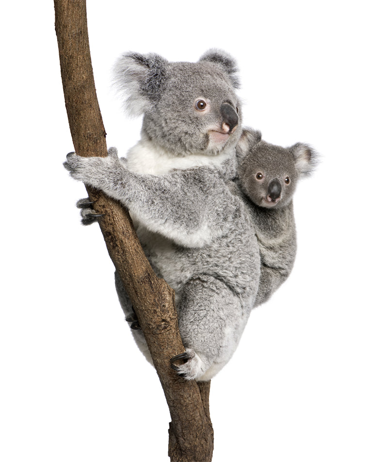 Koala PNG Transparent photo - Wallpaper - ISOLATED -  - Wild Nature  -  Png/PSD/JPG/ Free Download 